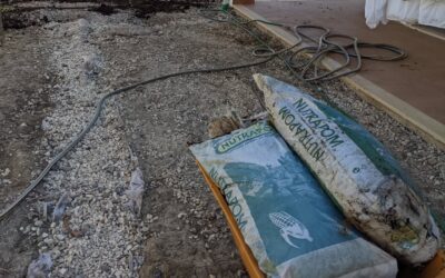Spreading rabbit manure on the bare soil around the house that used to be covered with plastic and stones until recently.