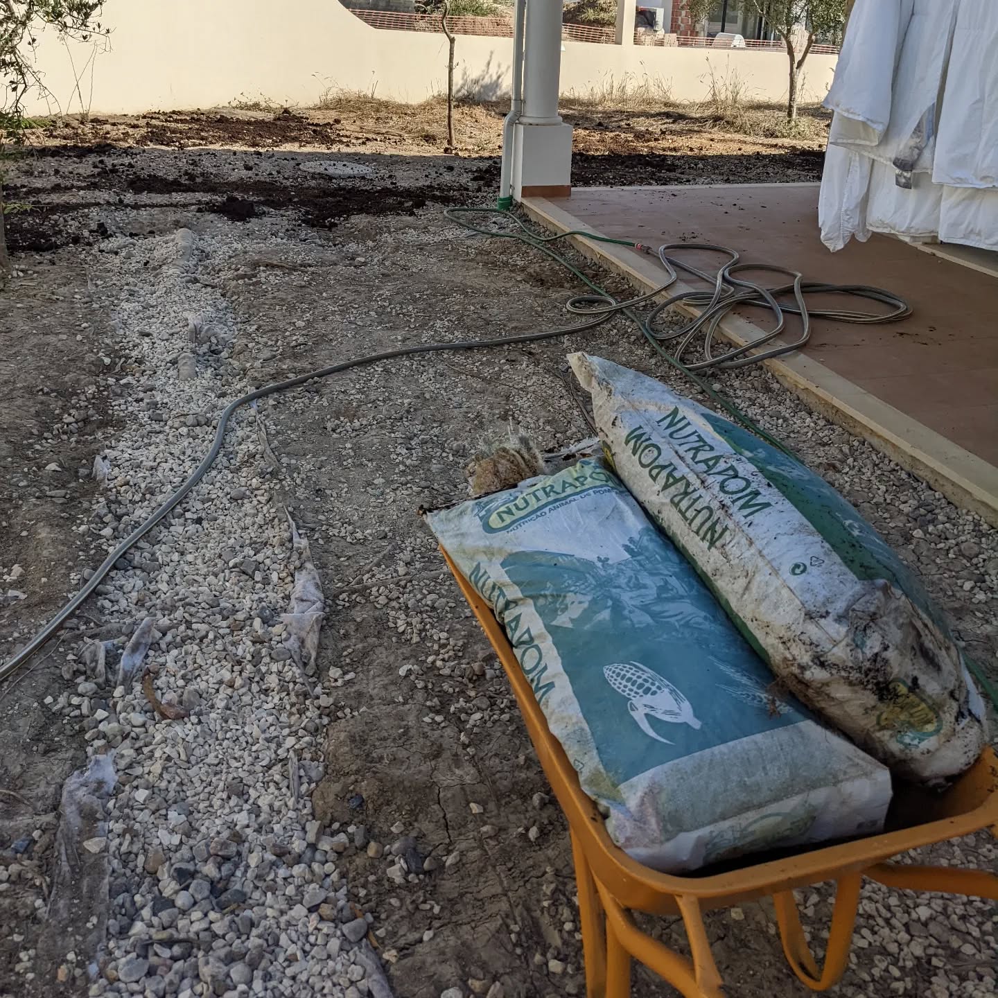Spreading rabbit manure on the bare soil around the house that used to be covered with plastic and stones until recently.