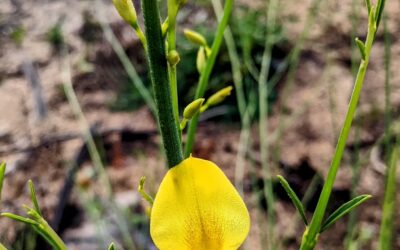 #spanishbroom starting to flower again