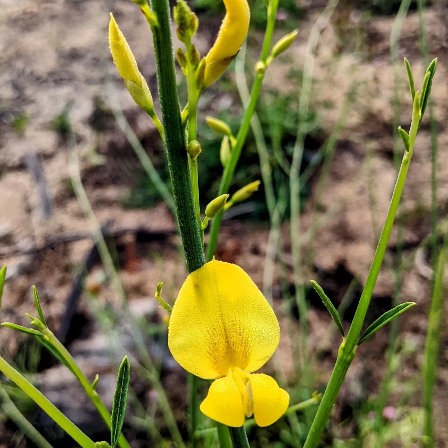 #spanishbroom starting to flower again