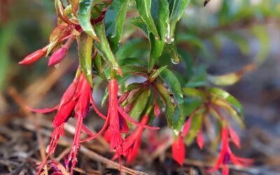 #floweringplant #fuchsia #fuchsiaflowers