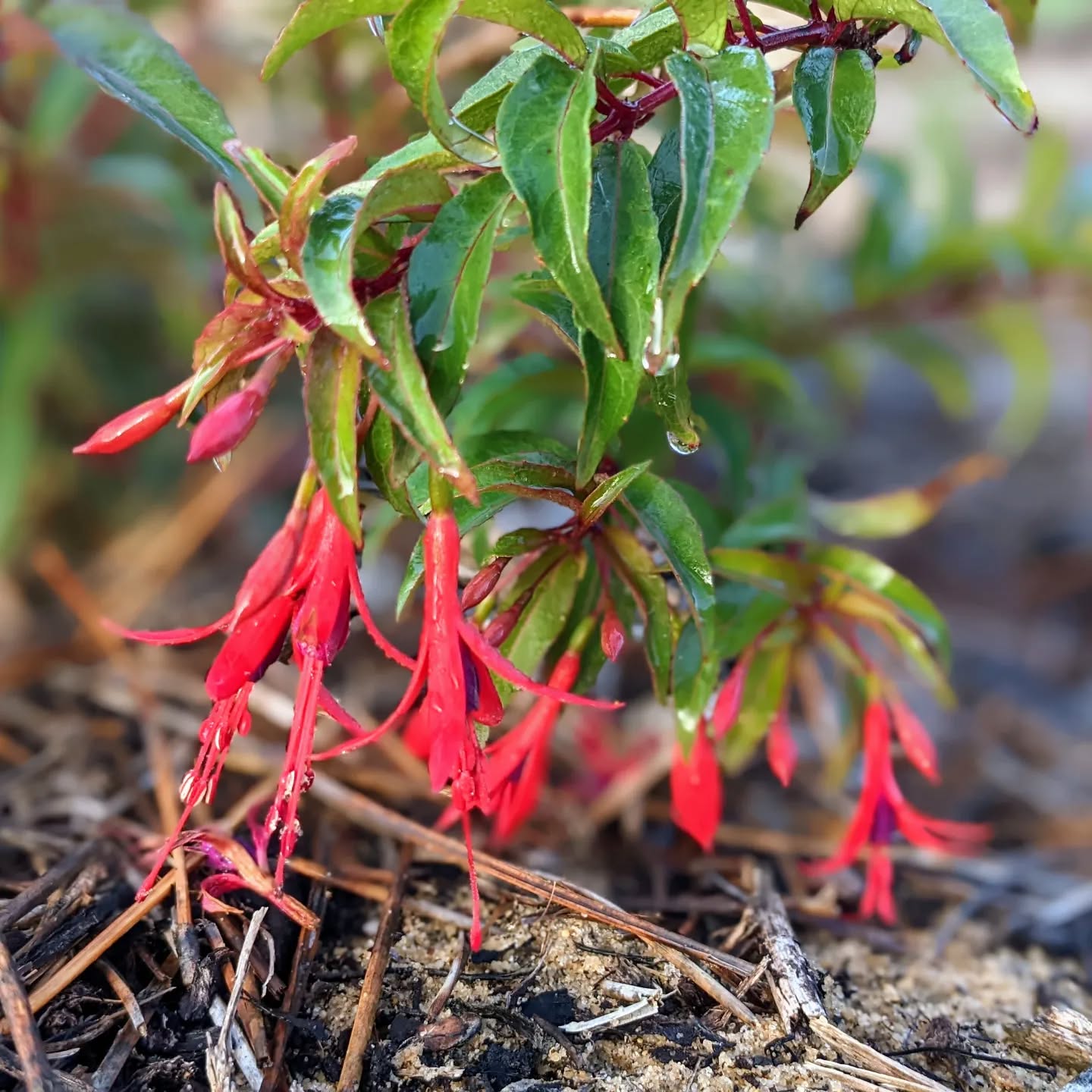 #floweringplant #fuchsia #fuchsiaflowers