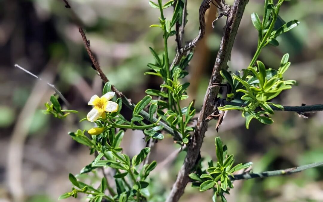 Flowering wild jasmine (jasmineiro do monte).