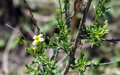 Flowering wild jasmine (jasmineiro do monte).
