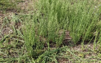 #chopanddrop grass, clover, and weeds