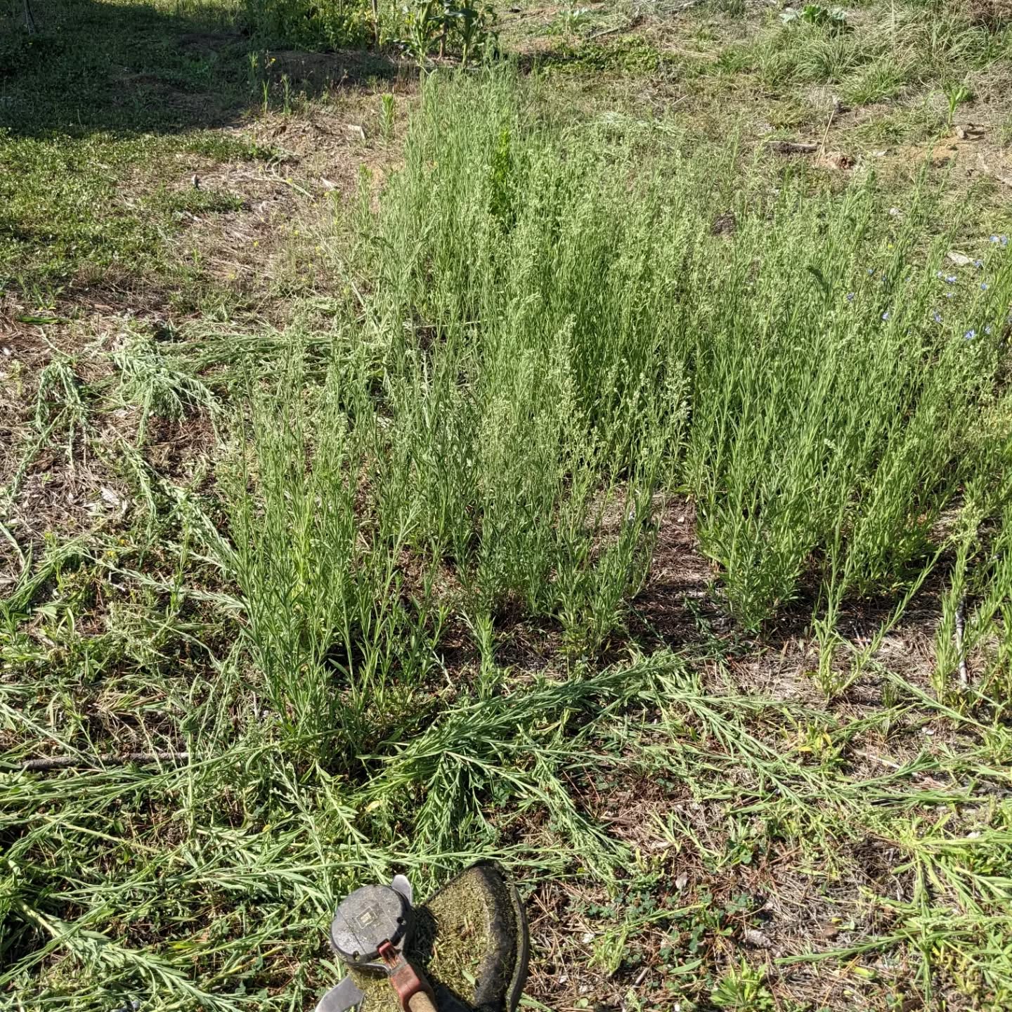 #chopanddrop grass, clover, and weeds