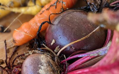 Beets and carrots from the garden.