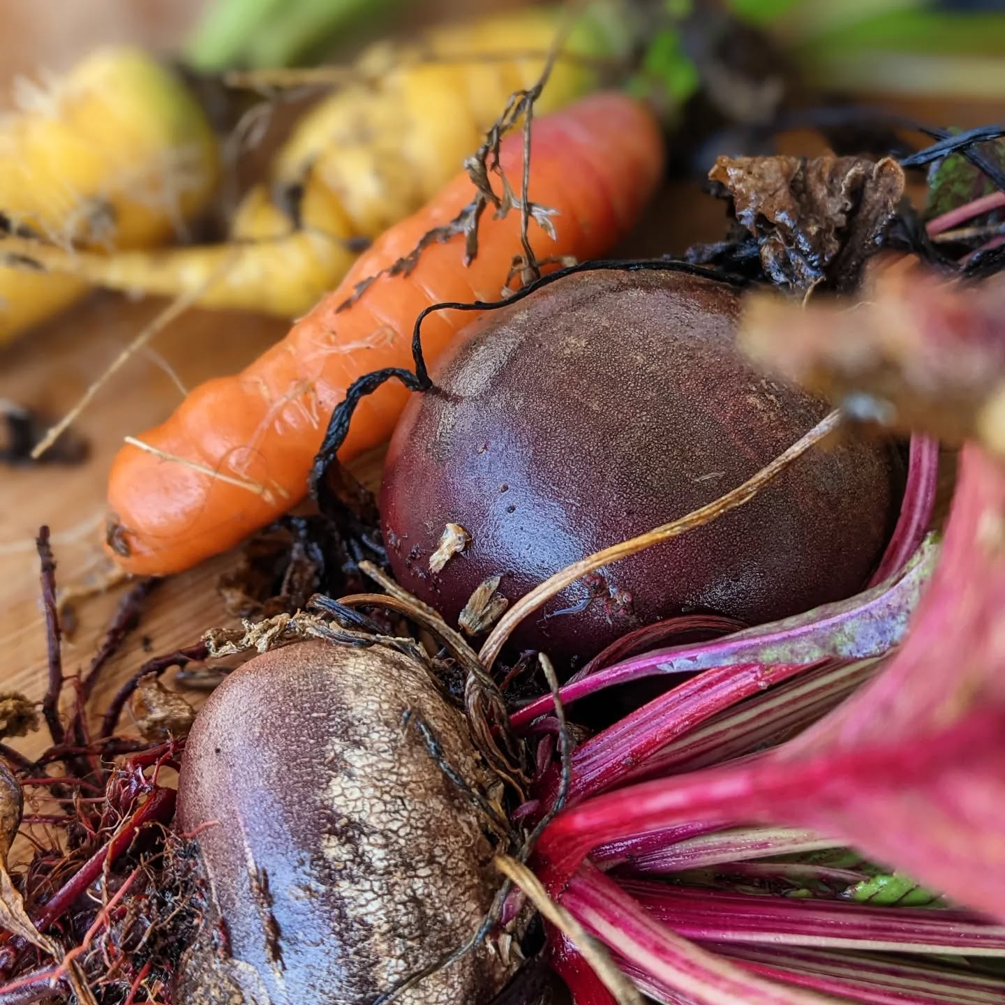 Beets and carrots from the garden.