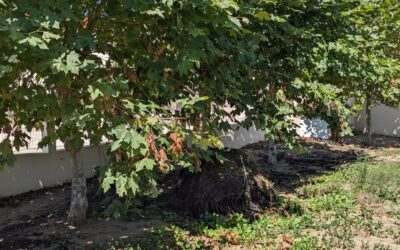 Plane tree (plátano) canopy pruned to horizontal to make to for water to enter underneath.