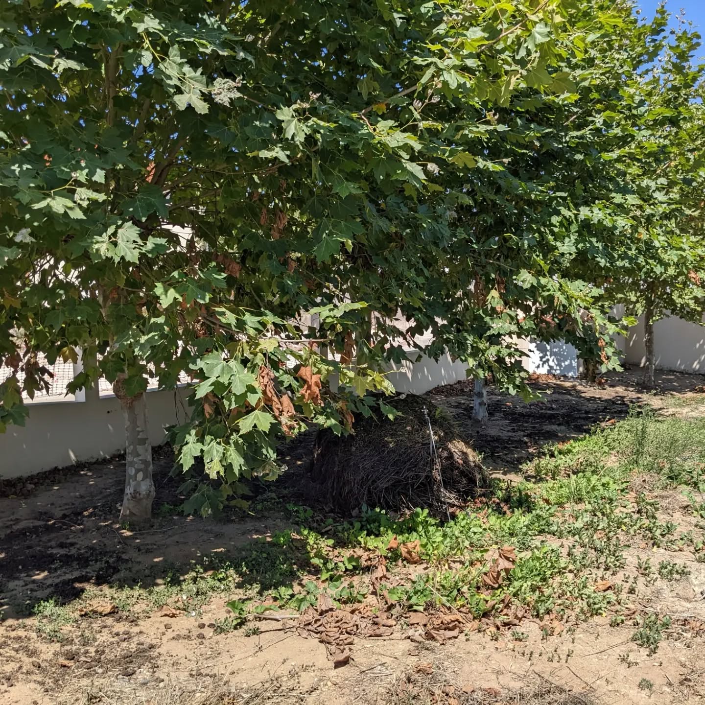 Plane tree (plátano) canopy pruned to horizontal to make to for water to enter underneath.