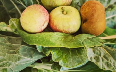 Picking up lunch from the garden. It’s just so good to be back home.