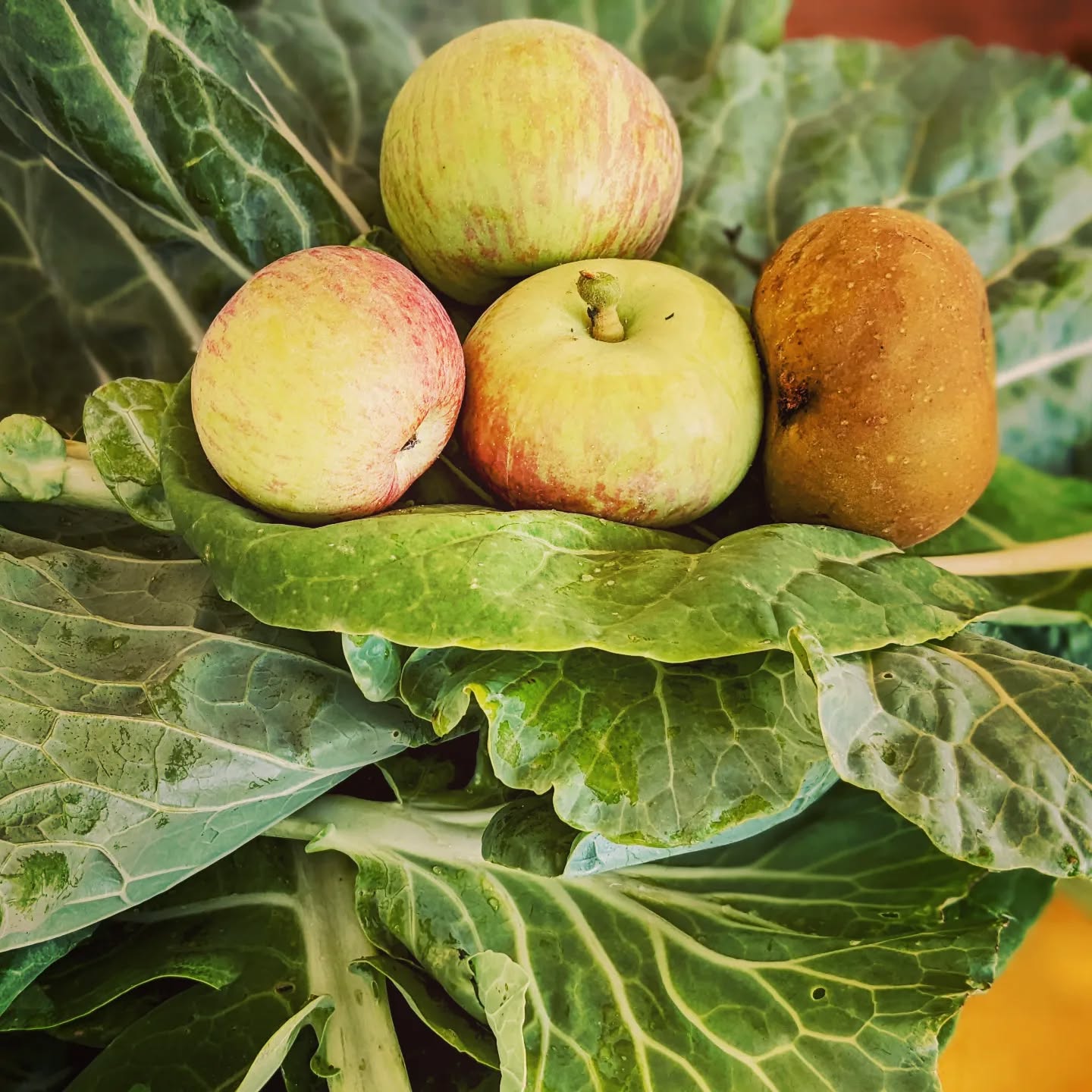 Picking up lunch from the garden. It’s just so good to be back home.