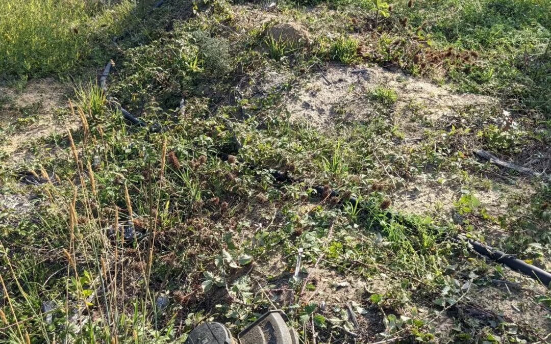 Cleaning up wild blackberries that had taken over parts of #zone3. They’ll come back, but at least we can walk there again now…