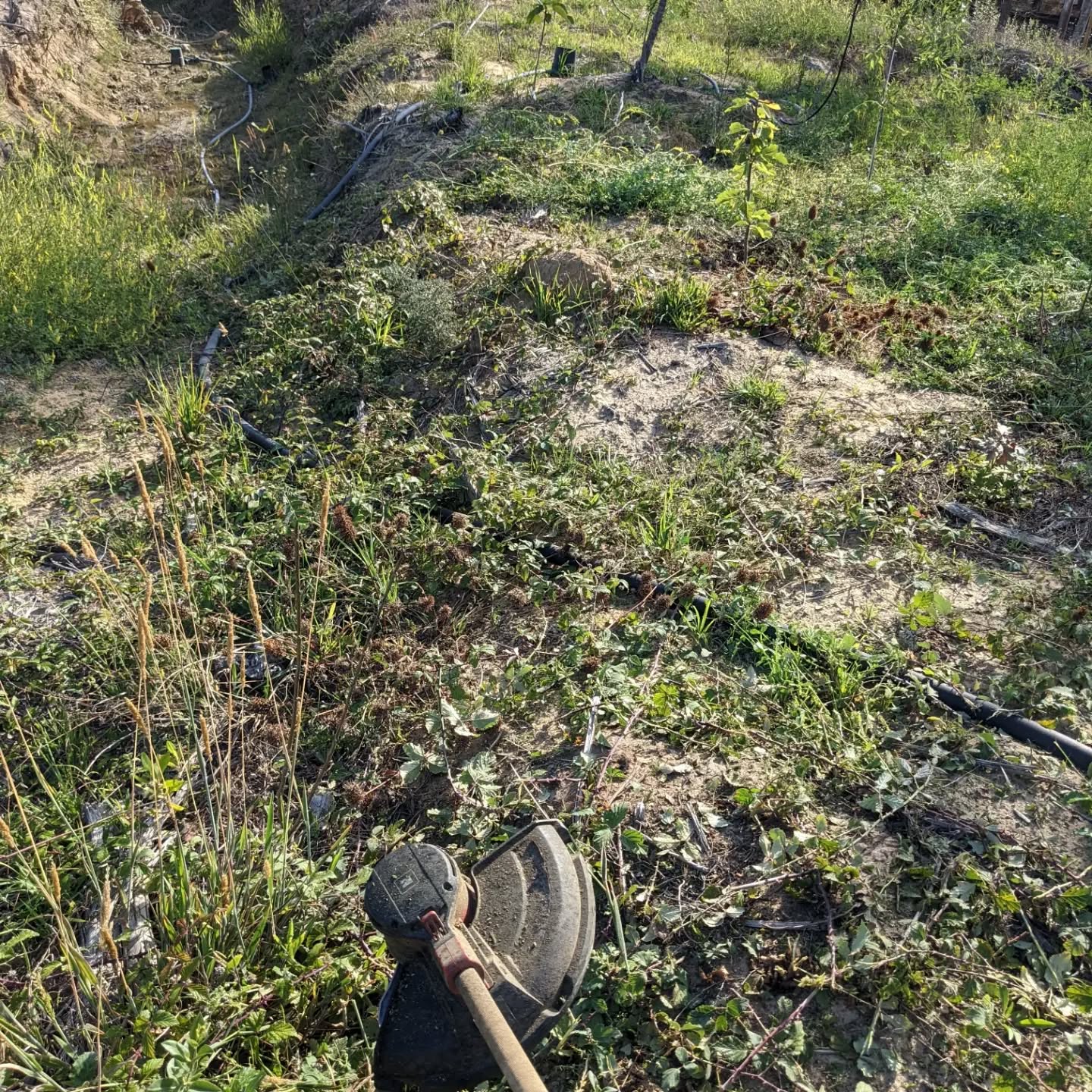 Cleaning up wild blackberries that had taken over parts of #zone3. They’ll come back, but at least we can walk there again now…