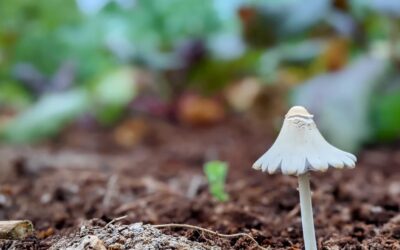 Good morning, #life and #nature