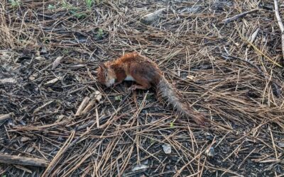 This #squirrel seems quite sick :(