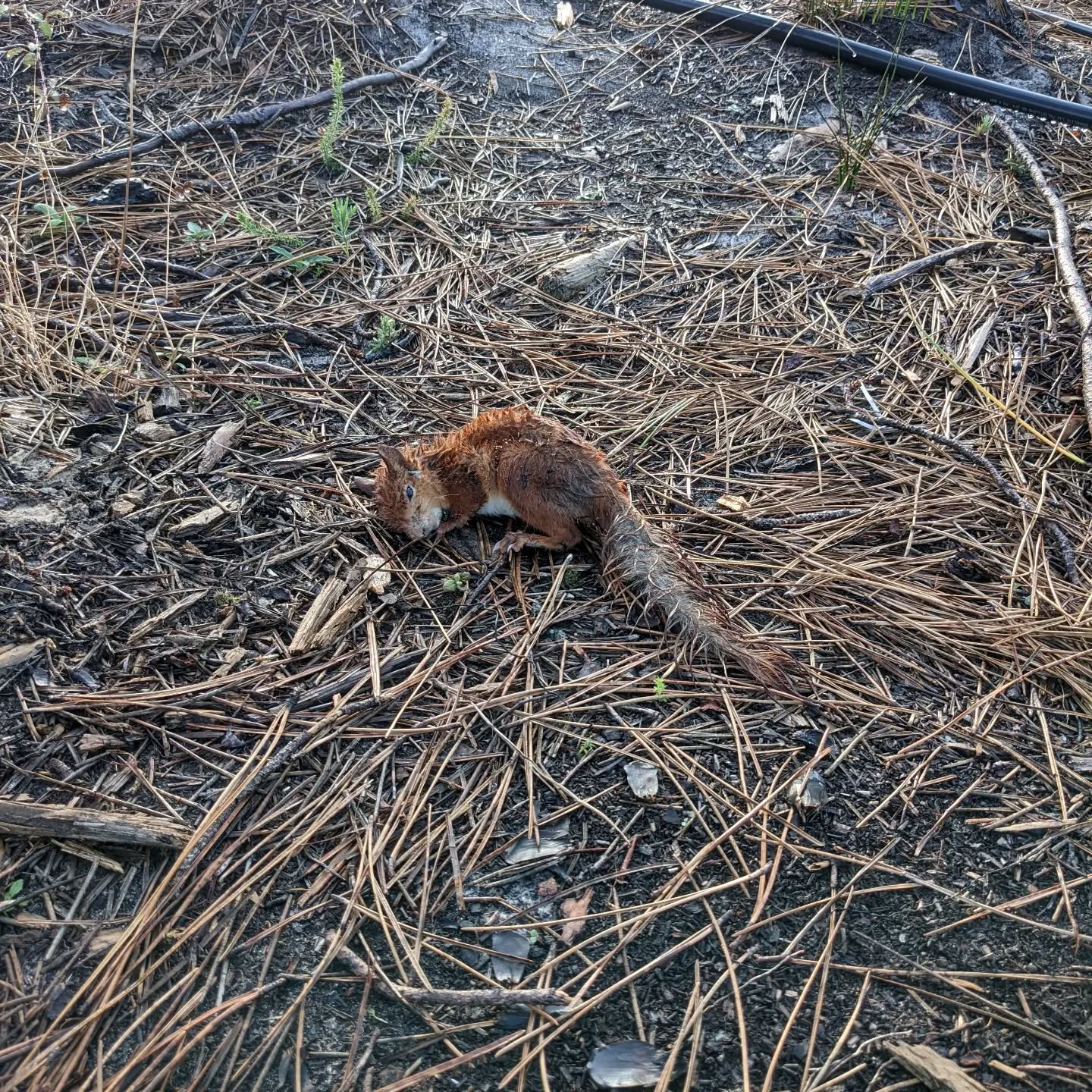 This #squirrel seems quite sick :(