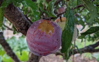 The #plums are not ripe yet but that doesn’t seem to bother the birds