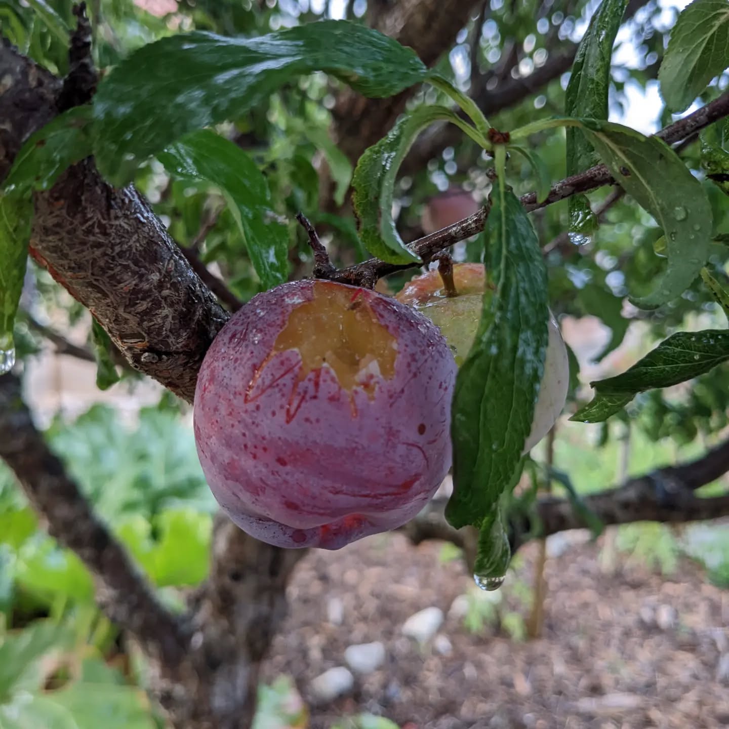 The #plums are not ripe yet but that doesn’t seem to bother the birds