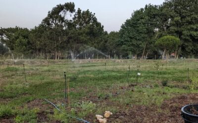 Irrigation back on after a day without. One of the pumps seemed broken but might be just running with degraded performance. It’ll likely need replacement ASAP but we have a workaround for now…