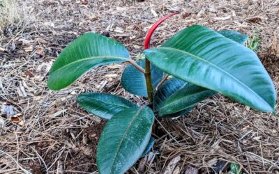 Ficus elastica now transplanted outside. Had one of these in a pot as a child, curious to see how it does outdoors.