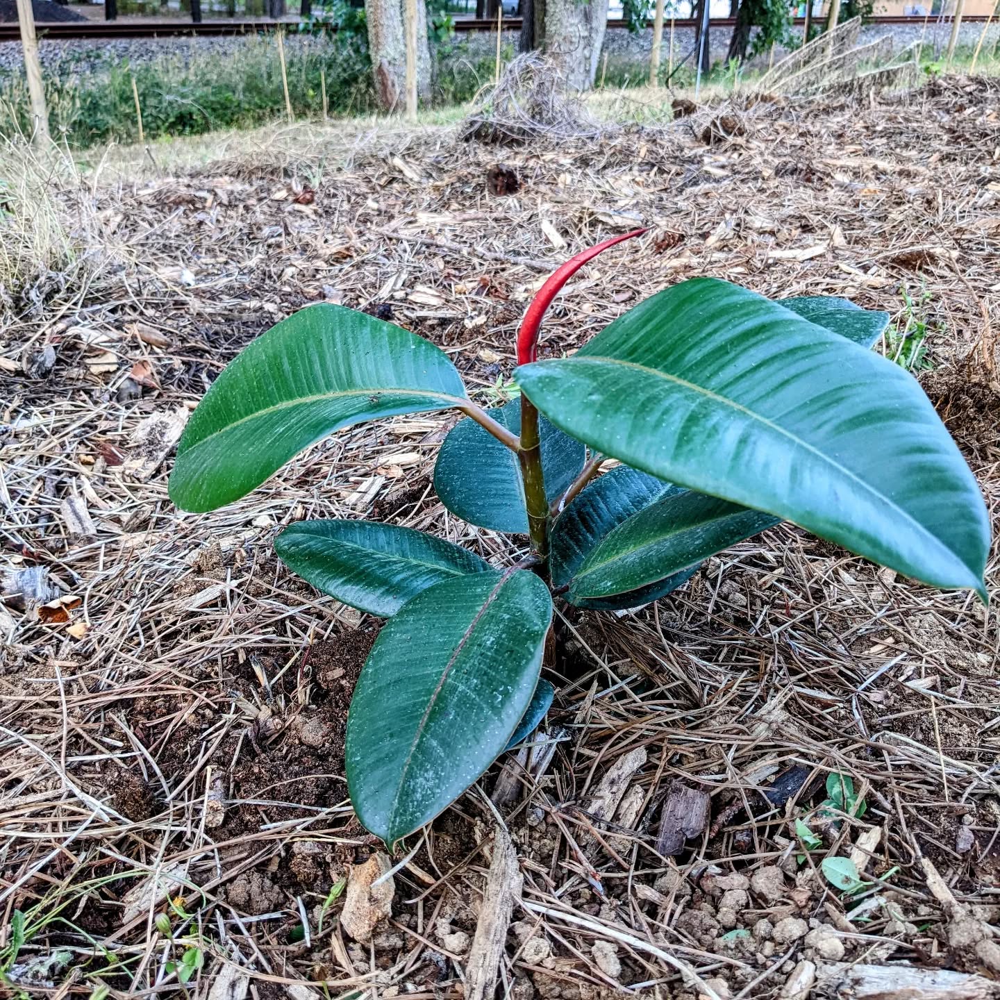 Ficus elastica now transplanted outside. Had one of these in a pot as a child, curious to see how it does outdoors.