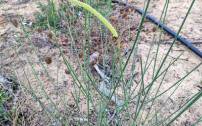 This Spanish broom seems to have made a seed pod.