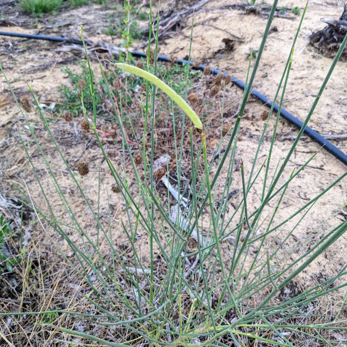 This Spanish broom seems to have made a seed pod.