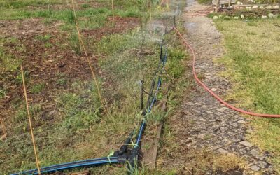 New #irrigation zone with half circle #microspinklers for the windbreak on the #zone1 / #zone2 border.