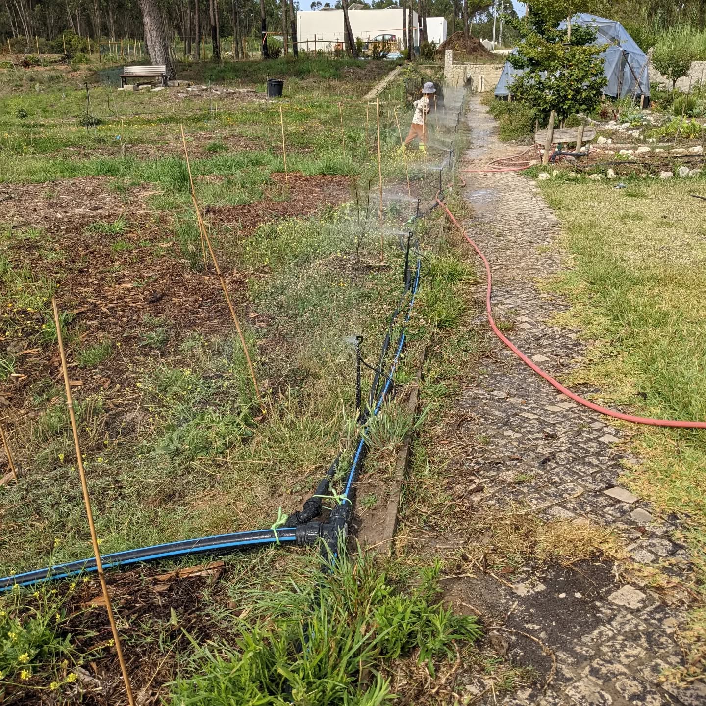 New #irrigation zone with half circle #microspinklers for the windbreak on the #zone1 / #zone2 border.