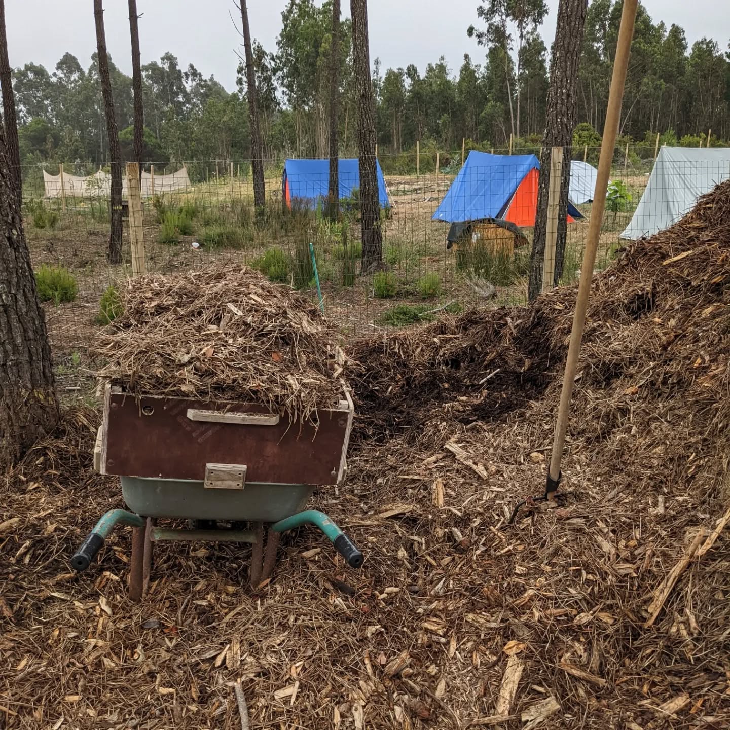 #mulching bare soil around the west pond