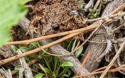 Good morning, little #frog