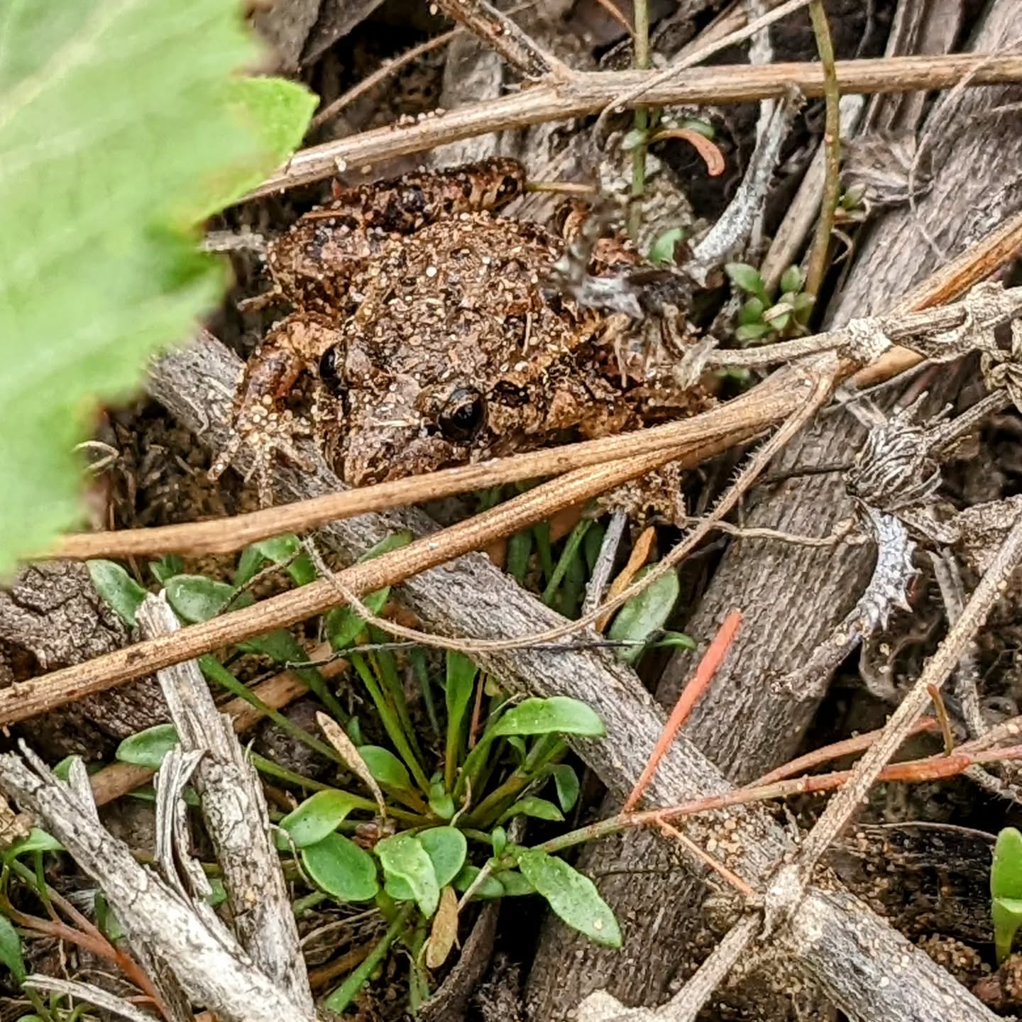 Good morning, little #frog