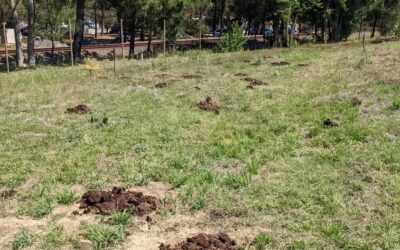 Spreading #manure around the #berrypatch and #mulching the exposed soil areas there