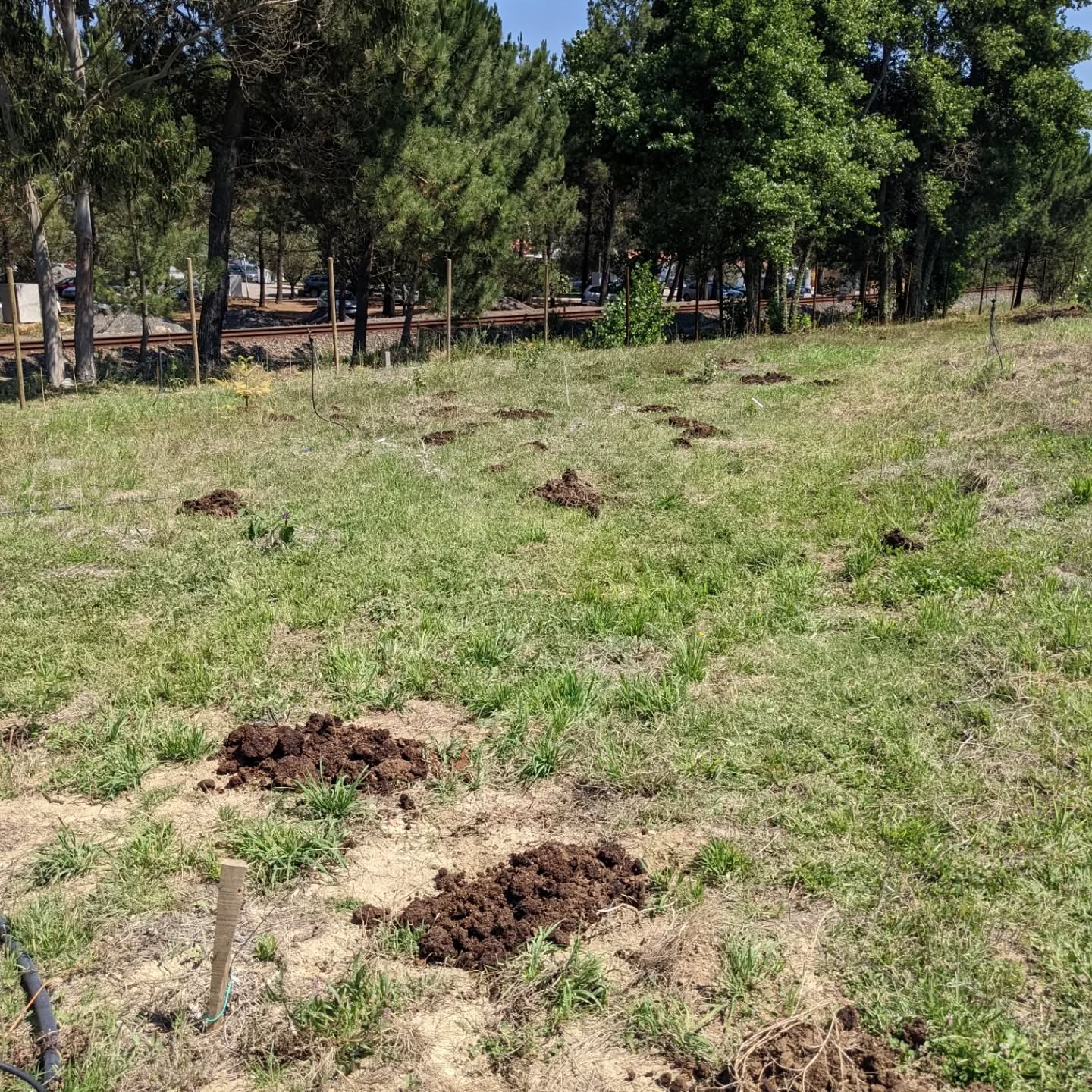 Spreading #manure around the #berrypatch and #mulching the exposed soil areas there