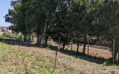 Final (for now, with these sprinklers) 2 #irrigation zones up and running!