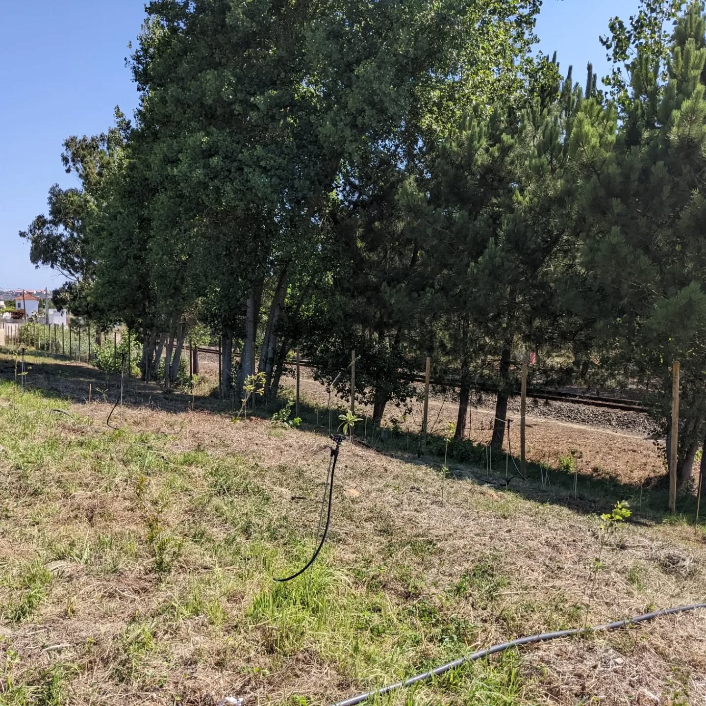 Final (for now, with these sprinklers) 2 #irrigation zones up and running!