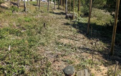 Cutting back #wildblackberries along the east fence