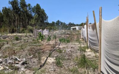 A couple days of prep work turned into 3 new #irrigation zones yesterday