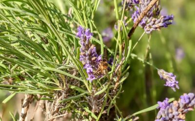 #lavenderflowers #bee
