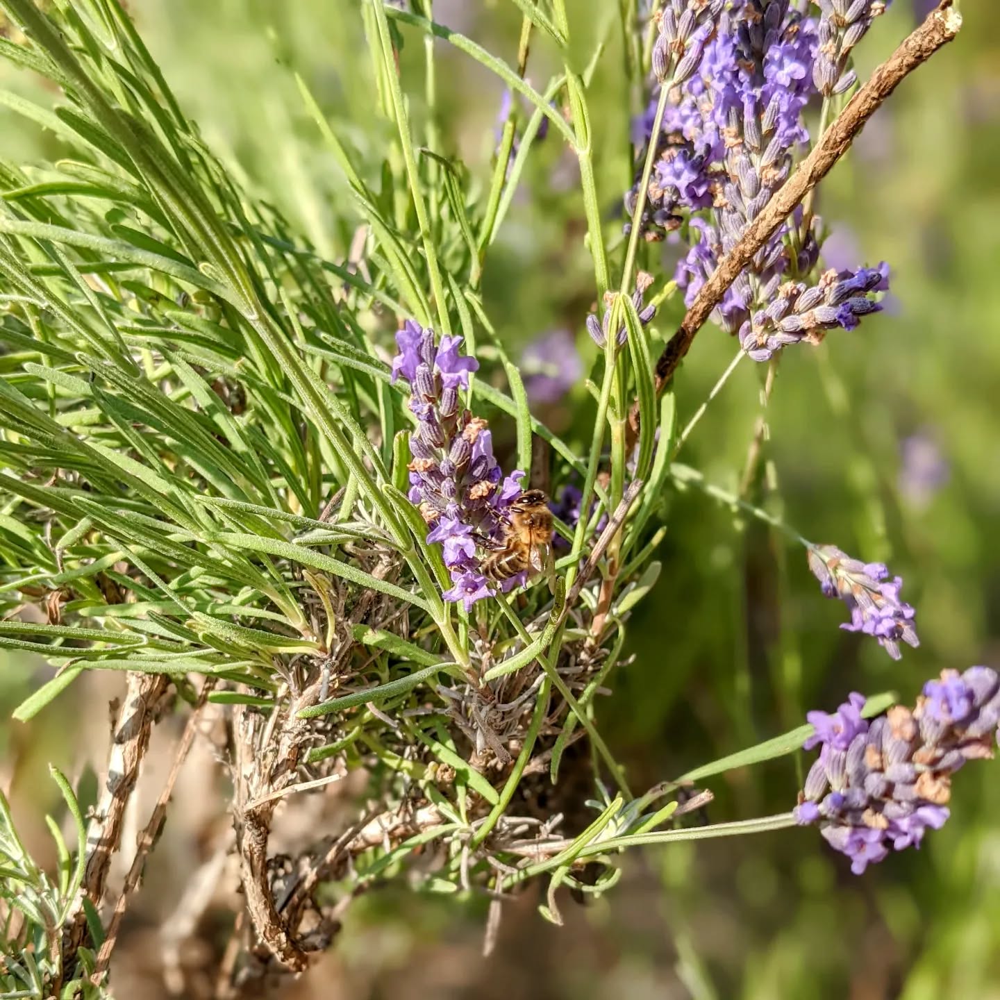 #lavenderflowers #bee