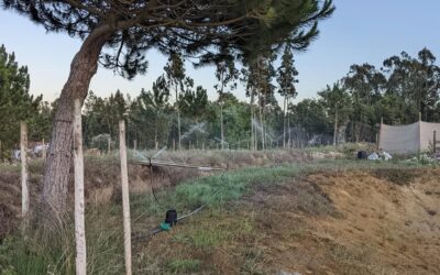 New #irrigation zone up