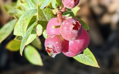 Pink blueberries!