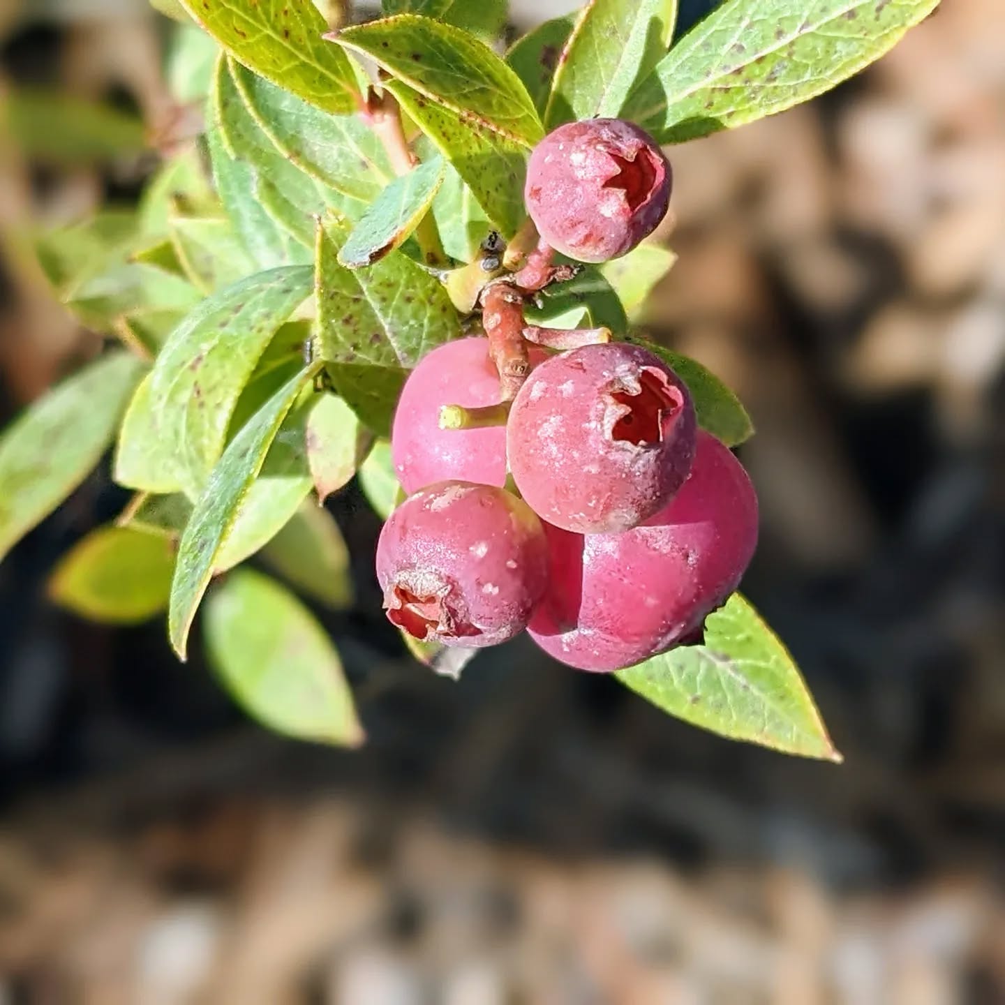 Pink blueberries!