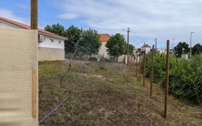 New #irrigation zone running at the north end of the east fence.