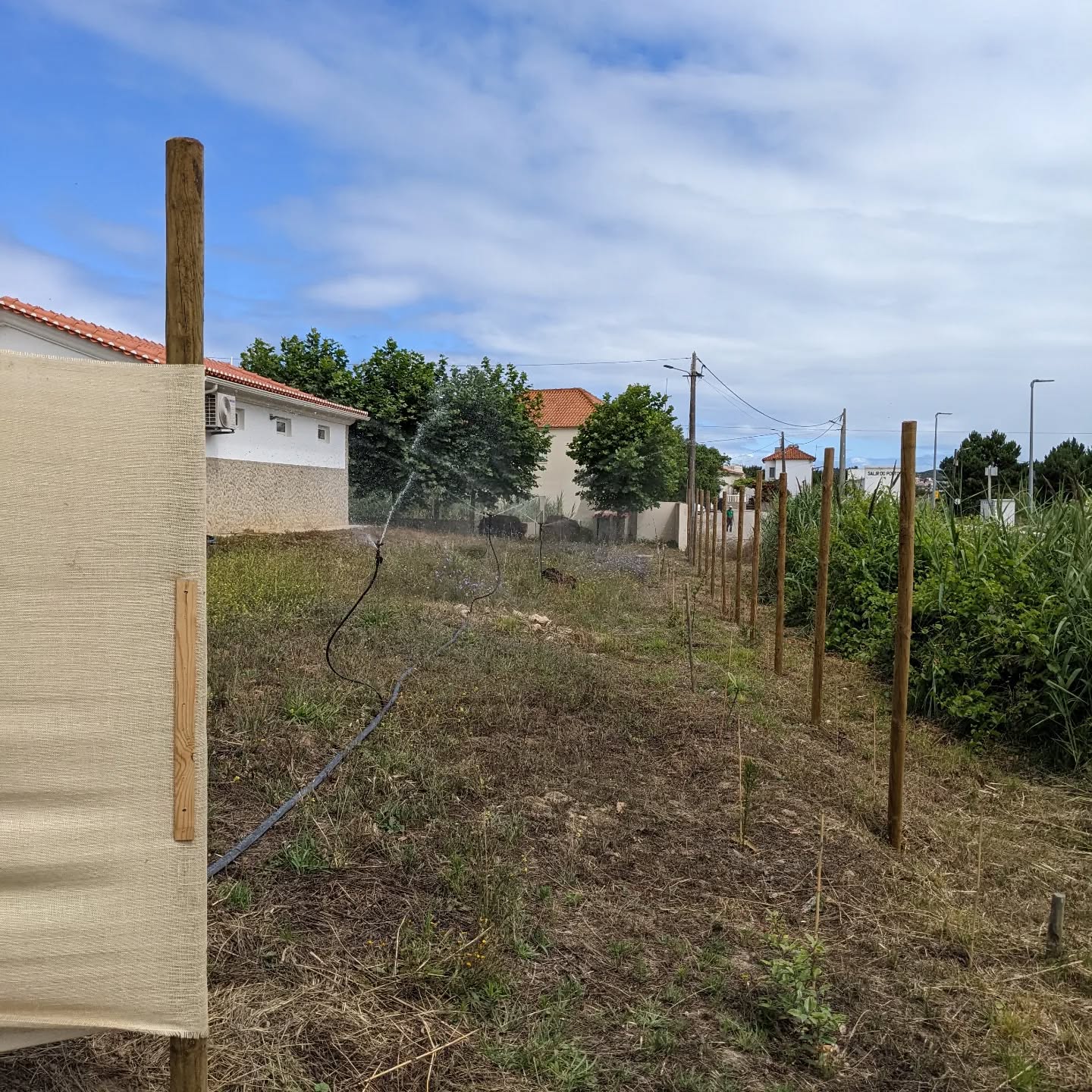 New #irrigation zone running at the north end of the east fence.