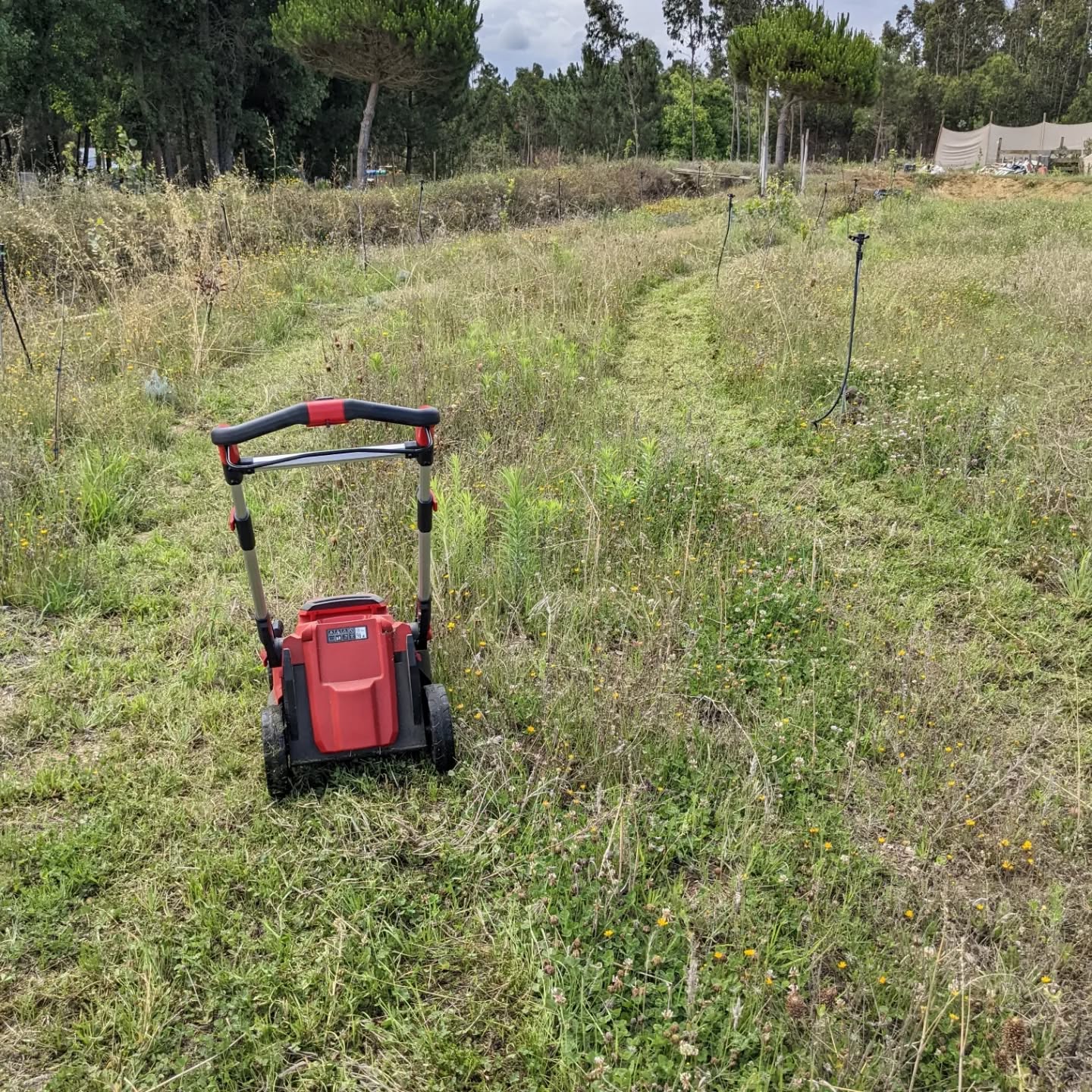 #chopanddrop #mowing one strip of #zone2