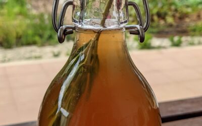 We can’t wait to see how these Kombuchas will turn out.