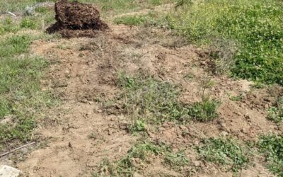 Continuing to #mulch bare soil around the #zone2 border. On the supply side, using the opportunity to make an access path through the pile of shredded pine.