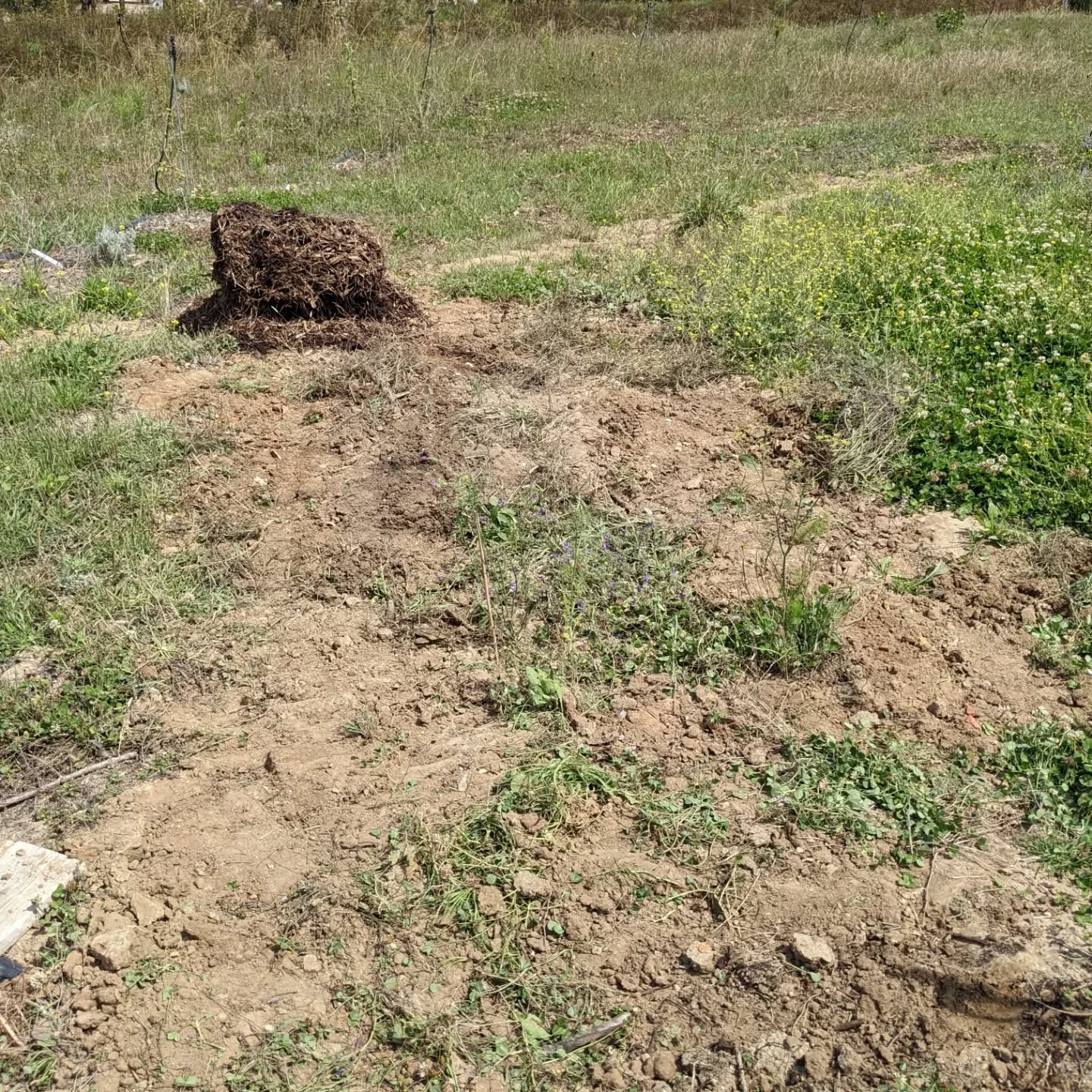 Continuing to #mulch bare soil around the #zone2 border. On the supply side, using the opportunity to make an access path through the pile of shredded pine.